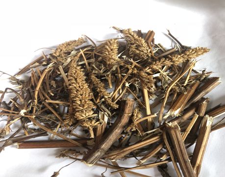 畲药文化小讲堂畲药里的美食使者藿香