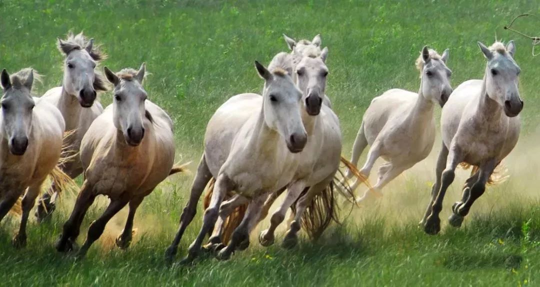 白马之乡西乌珠穆沁旗这几天太热闹了