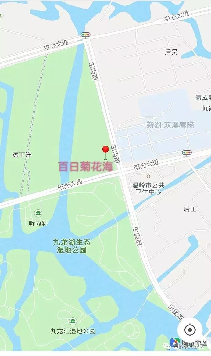 温岭九龙湖20亩百日菊已开成一片花海