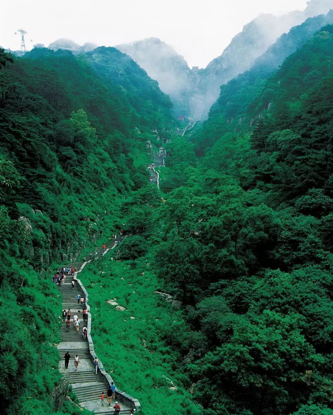 1995森林泰山图片