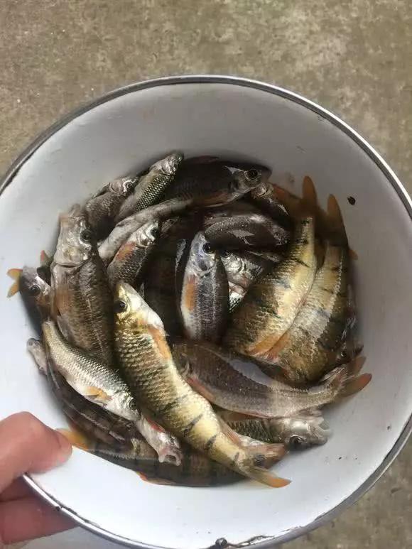 老家山沟里,这些溪鱼稀奇古怪,没几个人认得全,却非常好吃
