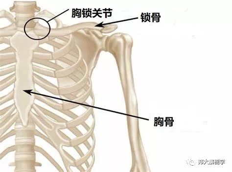 锁骨解剖位置图片