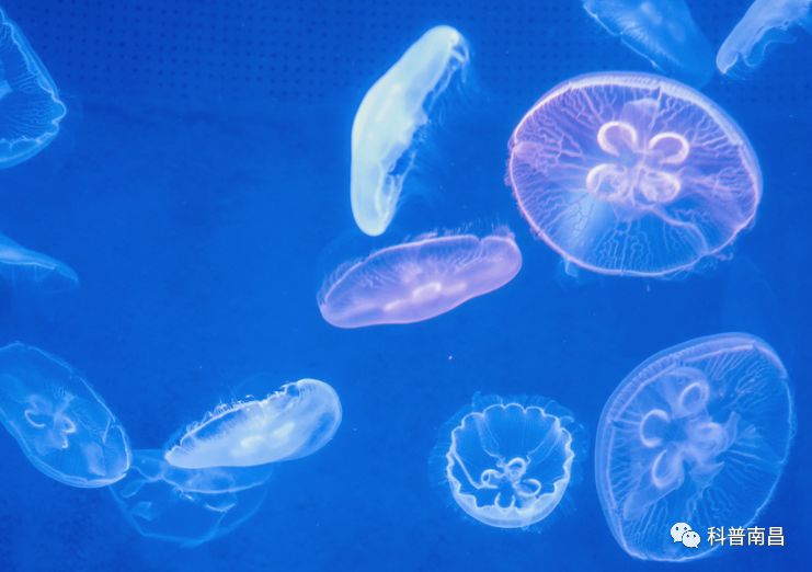 高颜值浮游生物 大海中传递能量的"阳光使者"