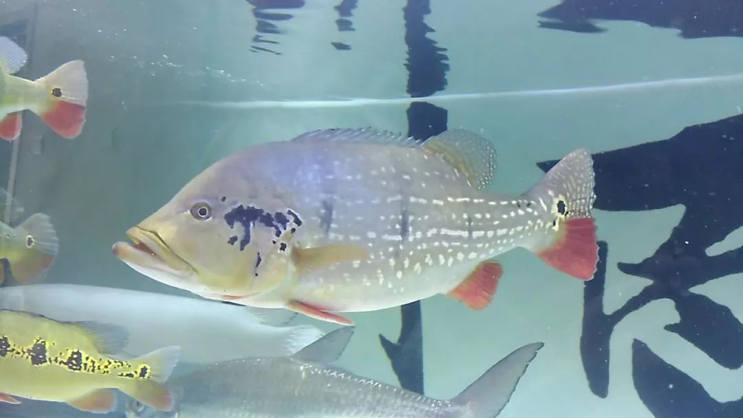 (野生横带三间)(委内瑞拉眼斑)(虫纹巴西亚)四十五公分三文虎一条,四