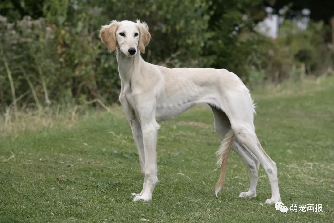 长安十二时辰中的猎犬阿细,原来是叫萨路基猎犬