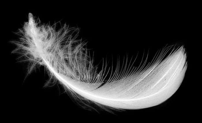 程蓉之声掉下来的羽毛作者杨祥军朗诵程蓉