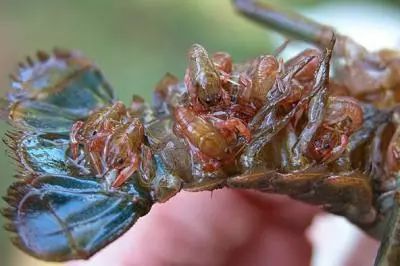 小龙虾养殖注意防逃跑防天敌否则损失巨大