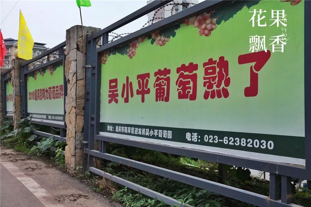 "吴小平"葡萄的品牌能值多少钱?1000万?或者更多