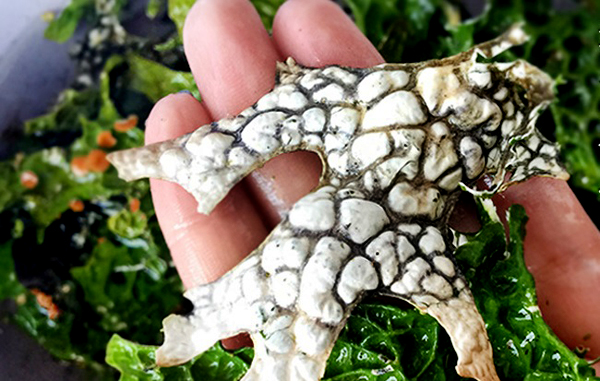 食材分享全世界除了贝爷可能就云南人敢吃这道青蛙皮