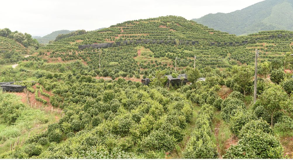 铁皮石斛种苗价格及种植方法图片大全
