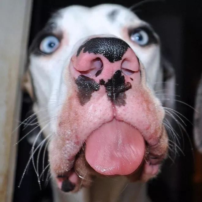 这些有趣的狗狗舌头,太可爱啦