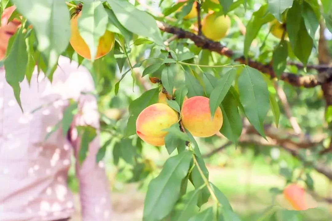 这些"一捏就爆汁"的桃子,正是采摘好时候!
