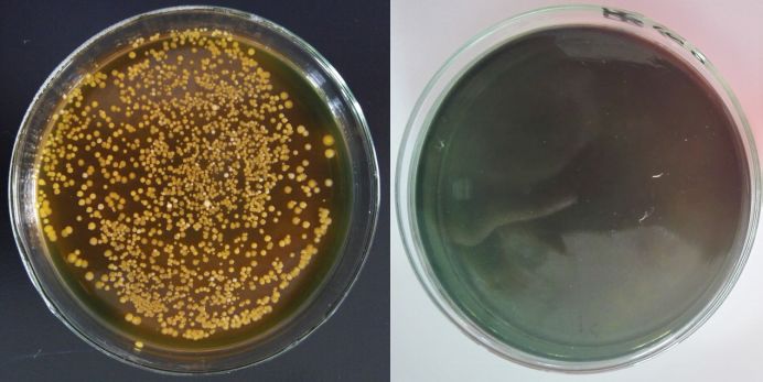88底舒宝对哈维氏弧菌的抑制效果缓释增氧,高效持久88通过吹气球