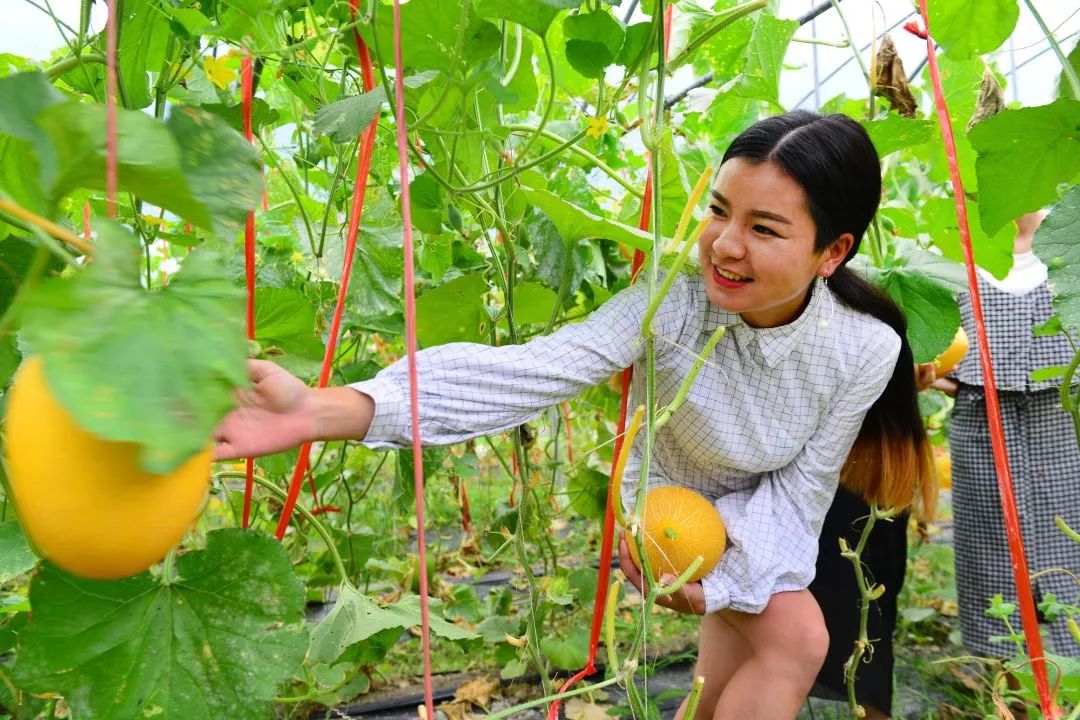 游客在哈密瓜采摘园体验摘瓜之乐(潘志祥/摄)游客在哈密瓜采摘园体验