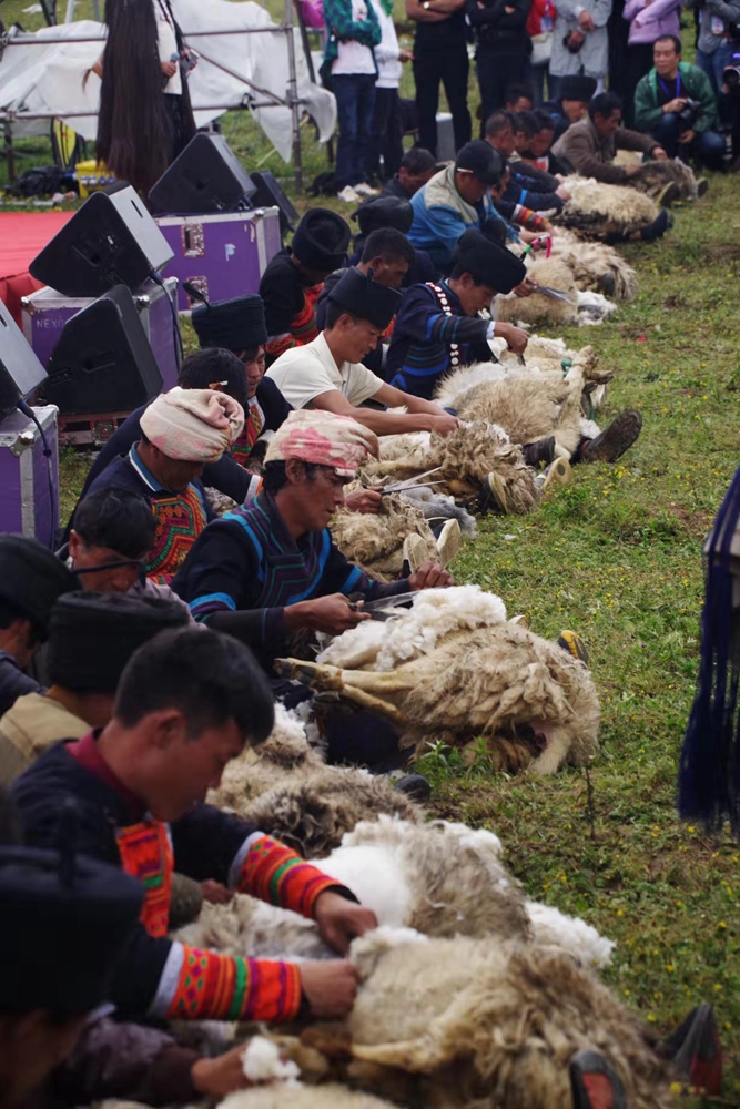 凉山彝族传统剪羊毛节咔咔声荡漾高山上