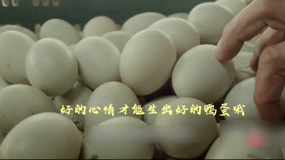 北海红树林烤海鸭蛋,特价一周!快下手!