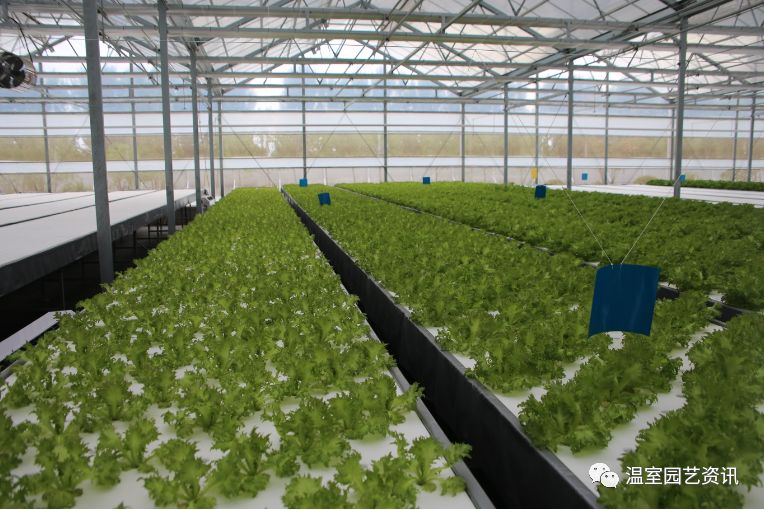 探秘京东植物工厂产销一体化破解农产品销售难题