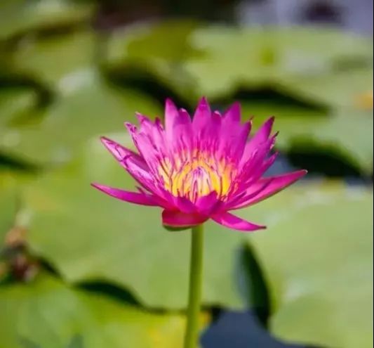 如太空蓮,佰裡夫人,金鳳凰,晨光,劍舞,金太陽,紅飛天,粉霞,紅樓夢