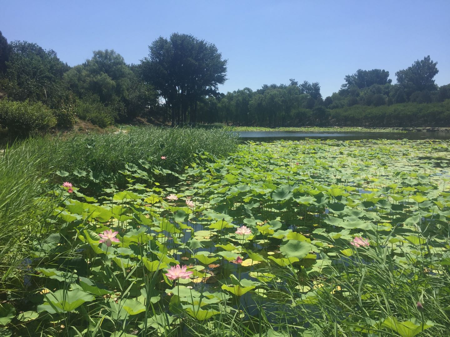 荷花塘边的美丽 喜看圆明园荷花节