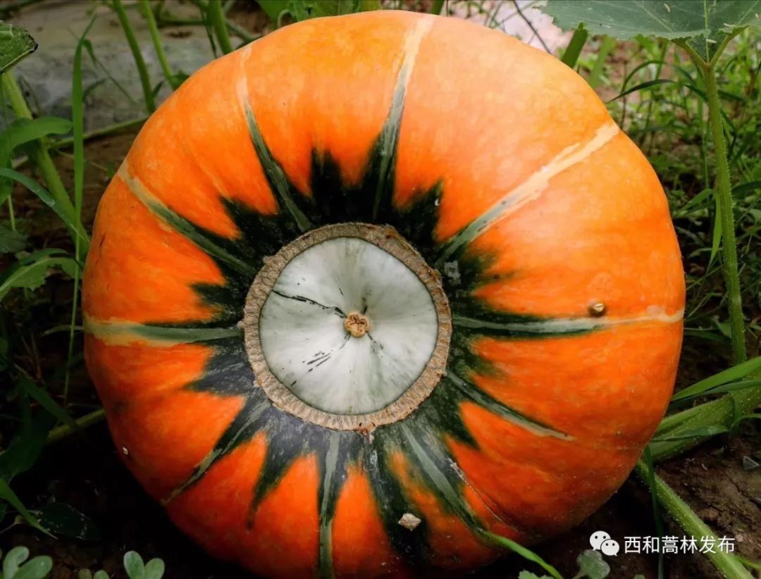 太空巨型南瓜在蒿林乡试种成功将成为又一大致富产业