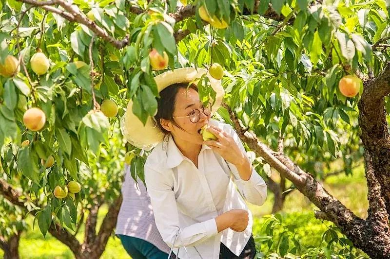 这些"一捏就爆汁"的桃子,正是采摘好时候!