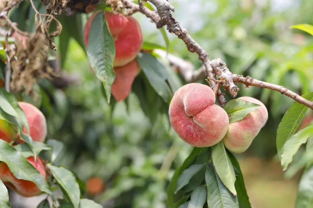 长三角田园五镇第十三届上海金山蟠桃节在吕巷水果公园开幕