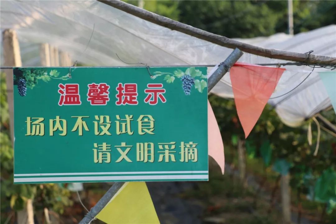 甜到入心!高明过百亩葡萄成熟,还有特色农家菜 | 内附福利