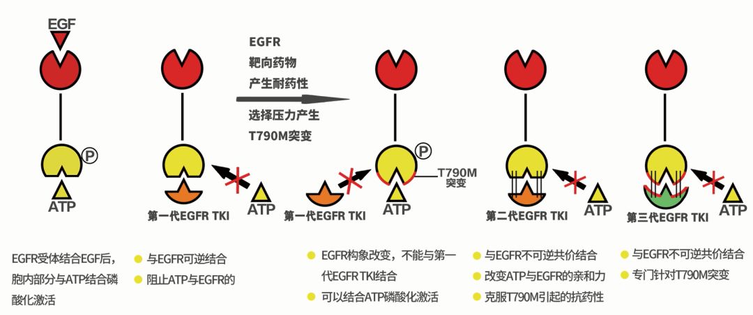 格列卫在药厂开发的时候叫做sti-571等到这个药成熟后就会给它一个