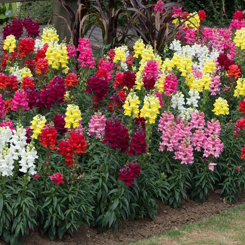 原創這9種夏天開花燦爛的植物花期都特長還能養成盆栽