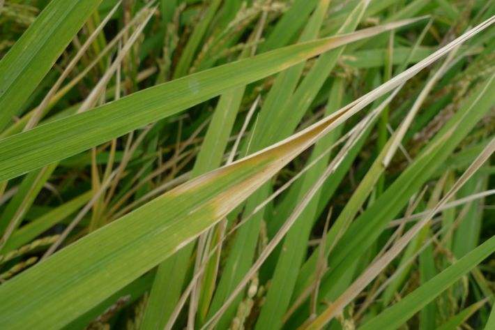 原创如何防治水稻条纹叶枯病?防病先治虫,附药剂防治要点