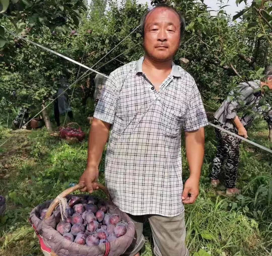 求助陝西幾天大雨果農黑布林李子滯銷讓我們奉獻愛心莫讓貧困老鄉血本