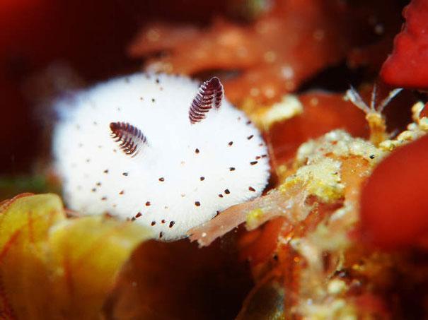 海洋中的小白兔——碎毛盘海蛞蝓