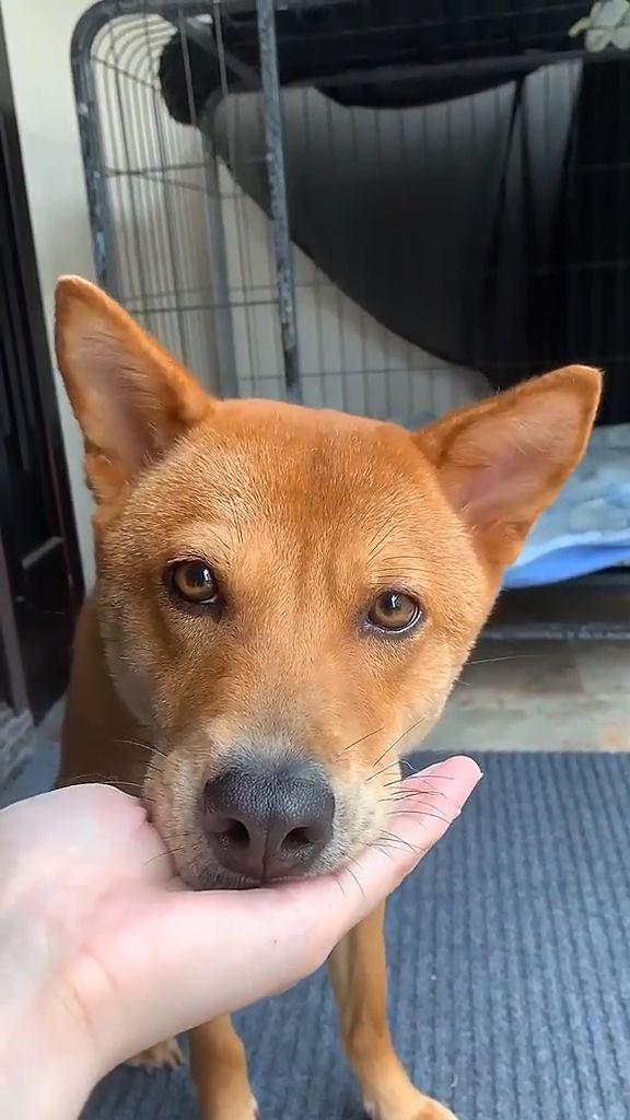 高冷范的田园阿黄卖起萌来好严肃,气质这块真无敌了!