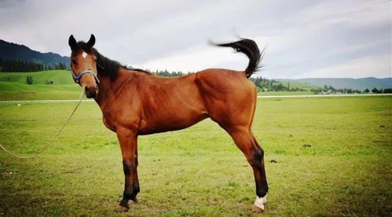 长鬓毛,大粗腿,盆一样大小的四个大蹄子,这怪物就是顿河马.