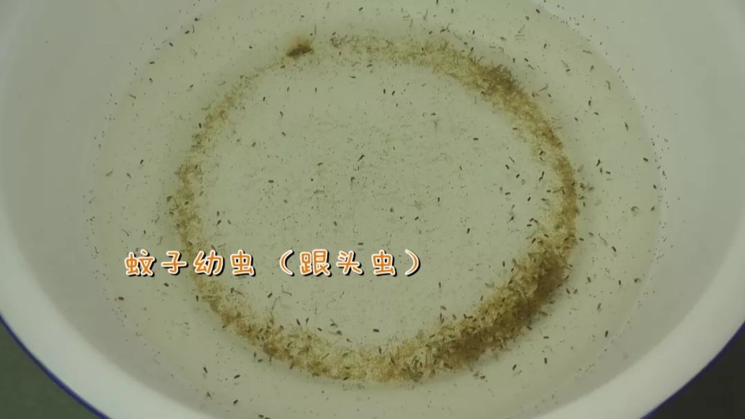 家里一旦发现有蚊子幼虫,该怎么处理?