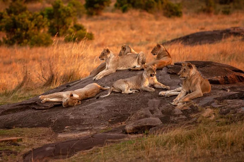 克鲁格国家公园是南非首要的野生动物目的地,也是该国大多数野生狮子