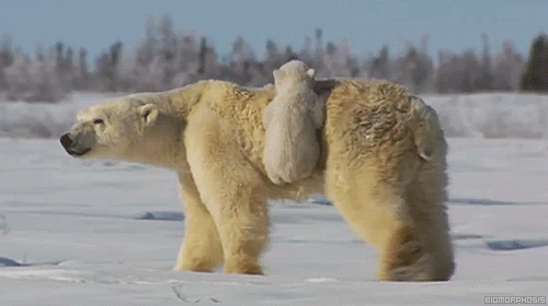 2020北极熊岛马拉松:勇者征途,在盛夏与北极相遇!