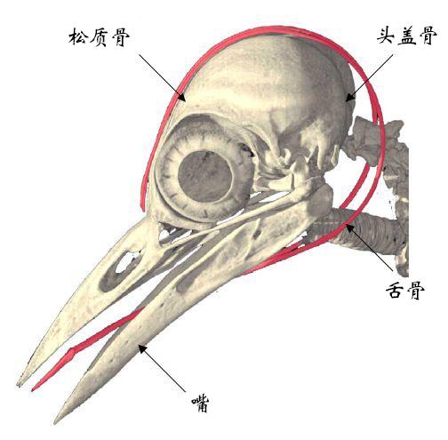 另外,啄木鸟的下颚通过一块十分强健发达的肌肉与头骨联系起来