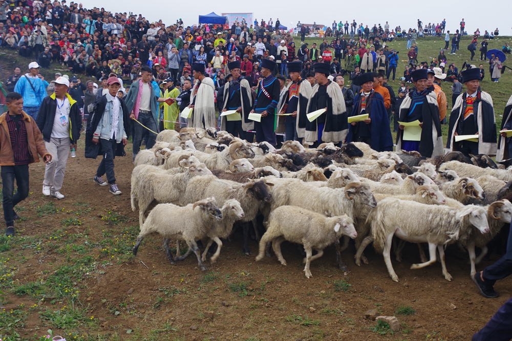 凉山彝族传统剪羊毛节 "咔咔"声荡漾高山上_美姑县