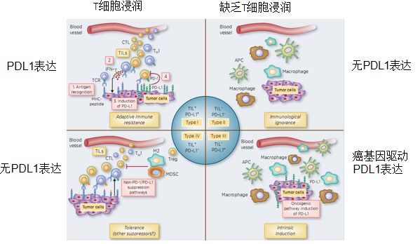 視點丨張曉實教授實體瘤肝癌等聯合免疫治療的分子標誌物研究