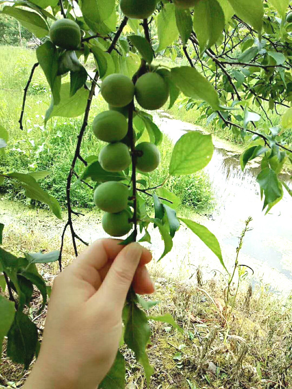 青梅苗正确选择方法_种植
