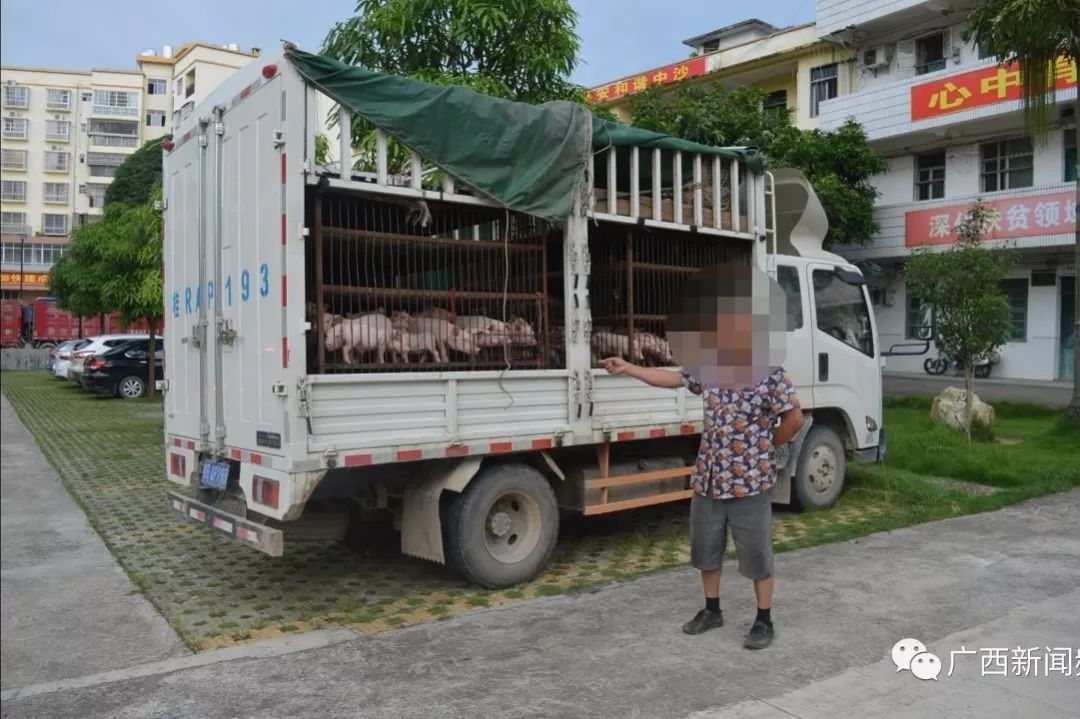 查获了一辆疑似运输病猪的车辆 现场查扣生猪150头.