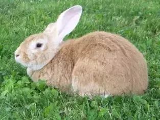 黄褐色蓝色,感觉和英短蓝猫有点像……黑色经美国兔仔繁殖者协会(arba
