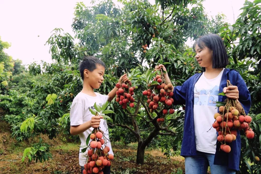 塘河的荔枝熟了!周日珞璜生活采摘团招募中.