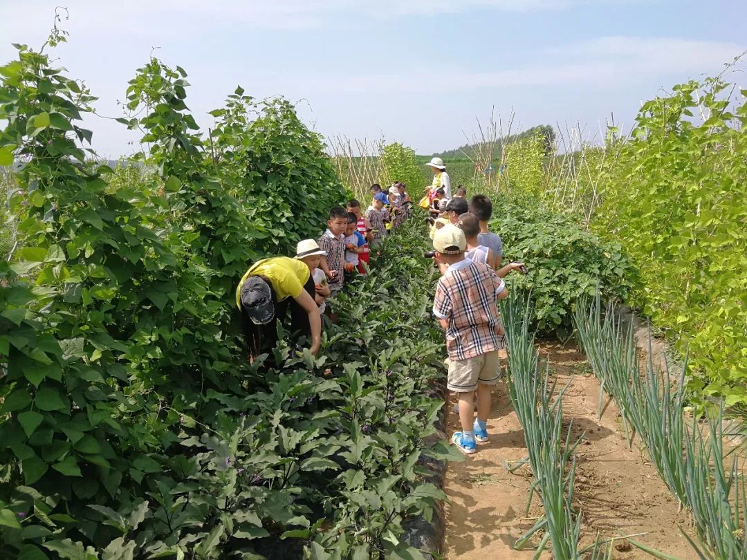 快乐采摘收获喜悦艺术宫南山公馆幼儿园朵班蔬菜采摘活动
