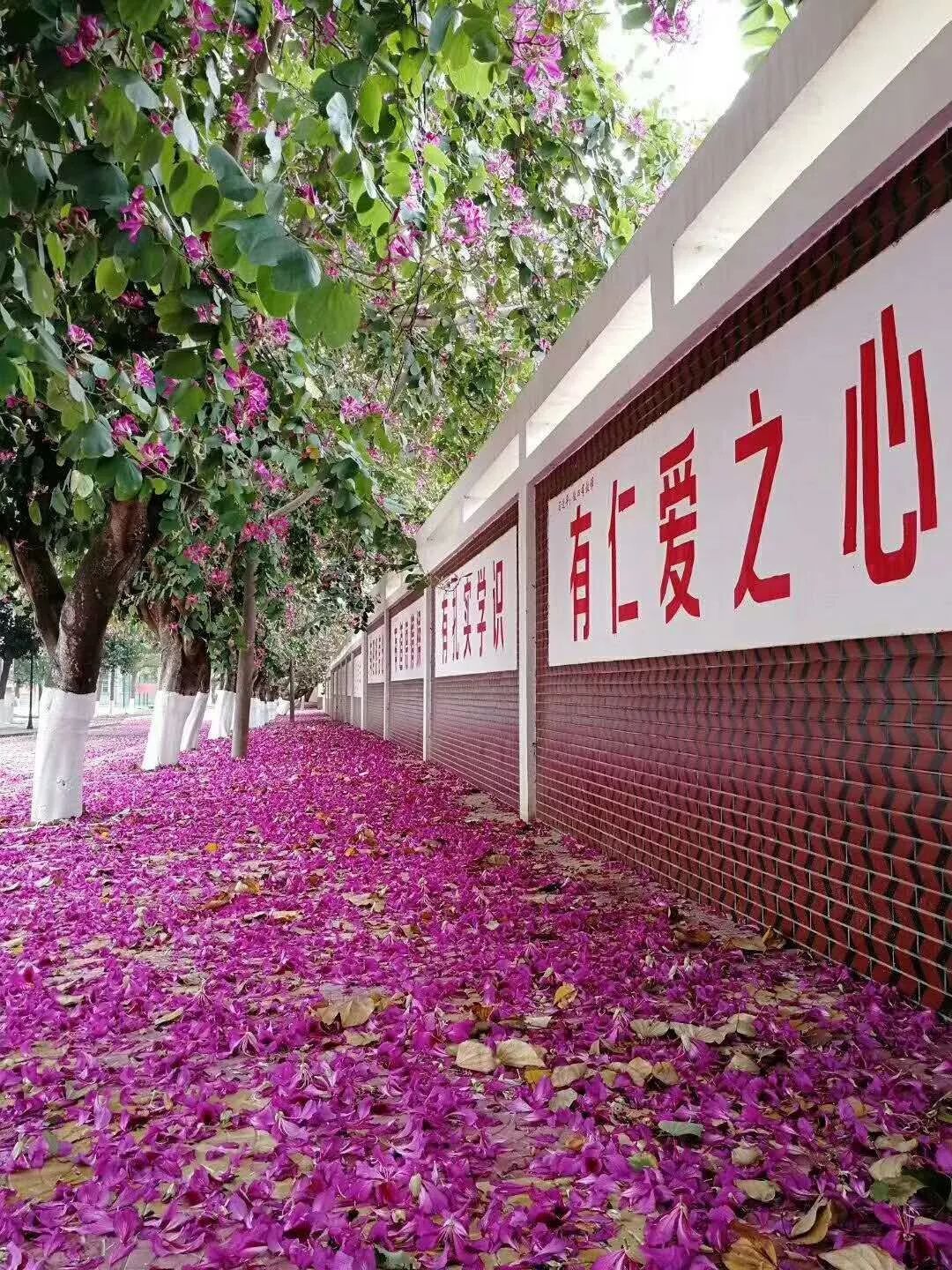 大图点击看大图荷山中学环境荷山学子一览惠安荷山中学秉承"慎毅"校训