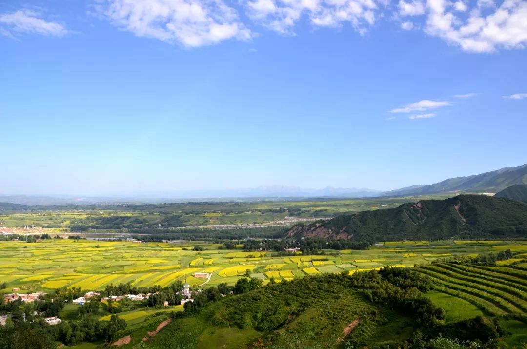 夏风吹过,积石山保安族东乡族撒拉族自治县山乡的油菜花彻底盛开了