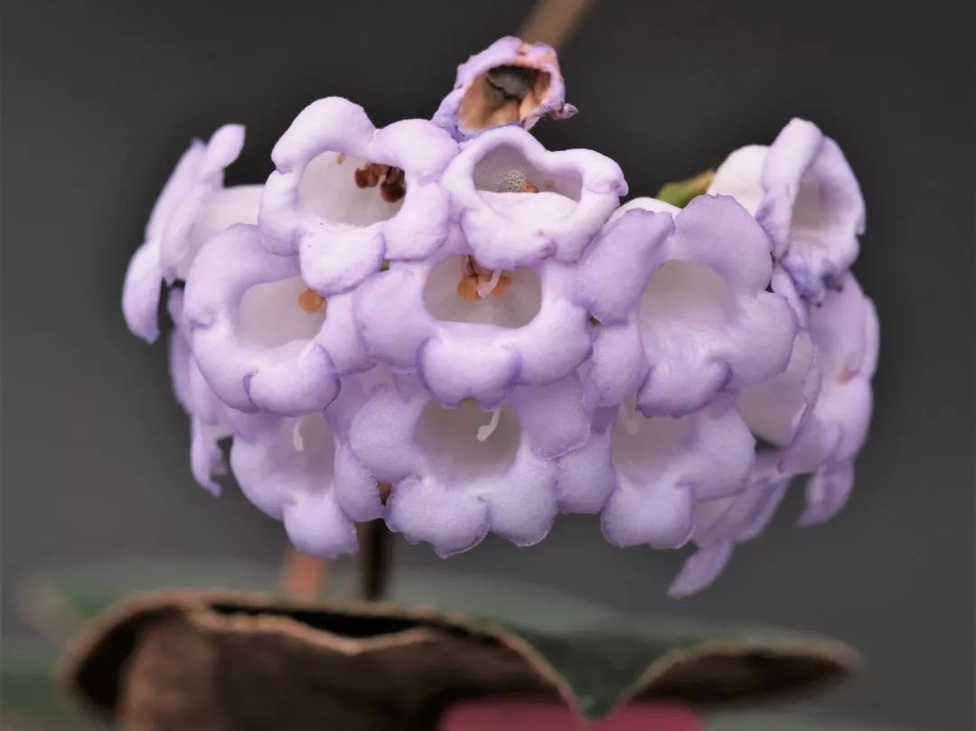 爱照镜子的锈色蛛毛苣苔