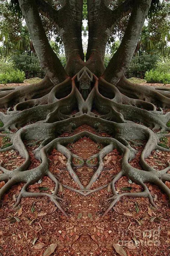 千年的古树绝对震撼你的双眼