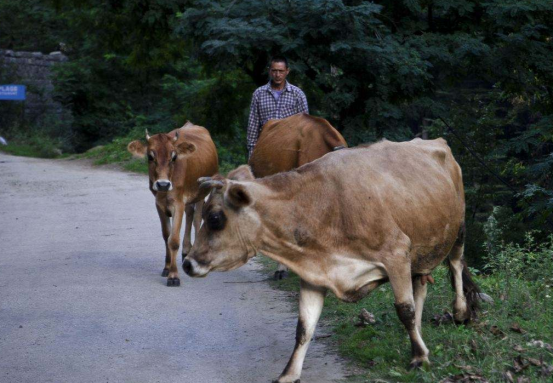 原创实拍印度首都街头:超6万头流浪牛肆意行走,平日靠吃垃圾为生!